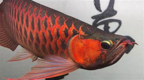 紅龍魚